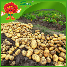 fresh potato factory on sale/ the lowest price of fresh potatoes